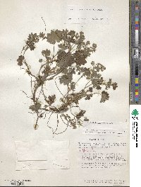 Lachemilla pectinata image