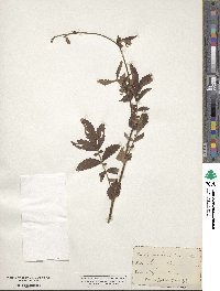 Agrimonia eupatoria image