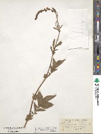 Agrimonia eupatoria image