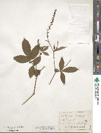 Agrimonia eupatoria image