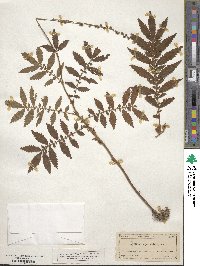 Agrimonia parviflora image