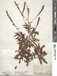 Agrimonia parviflora image