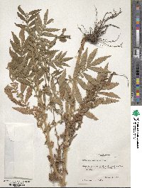 Agrimonia parviflora image