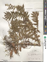 Agrimonia parviflora image