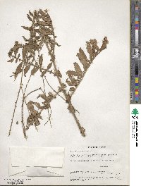 Agrimonia parviflora image