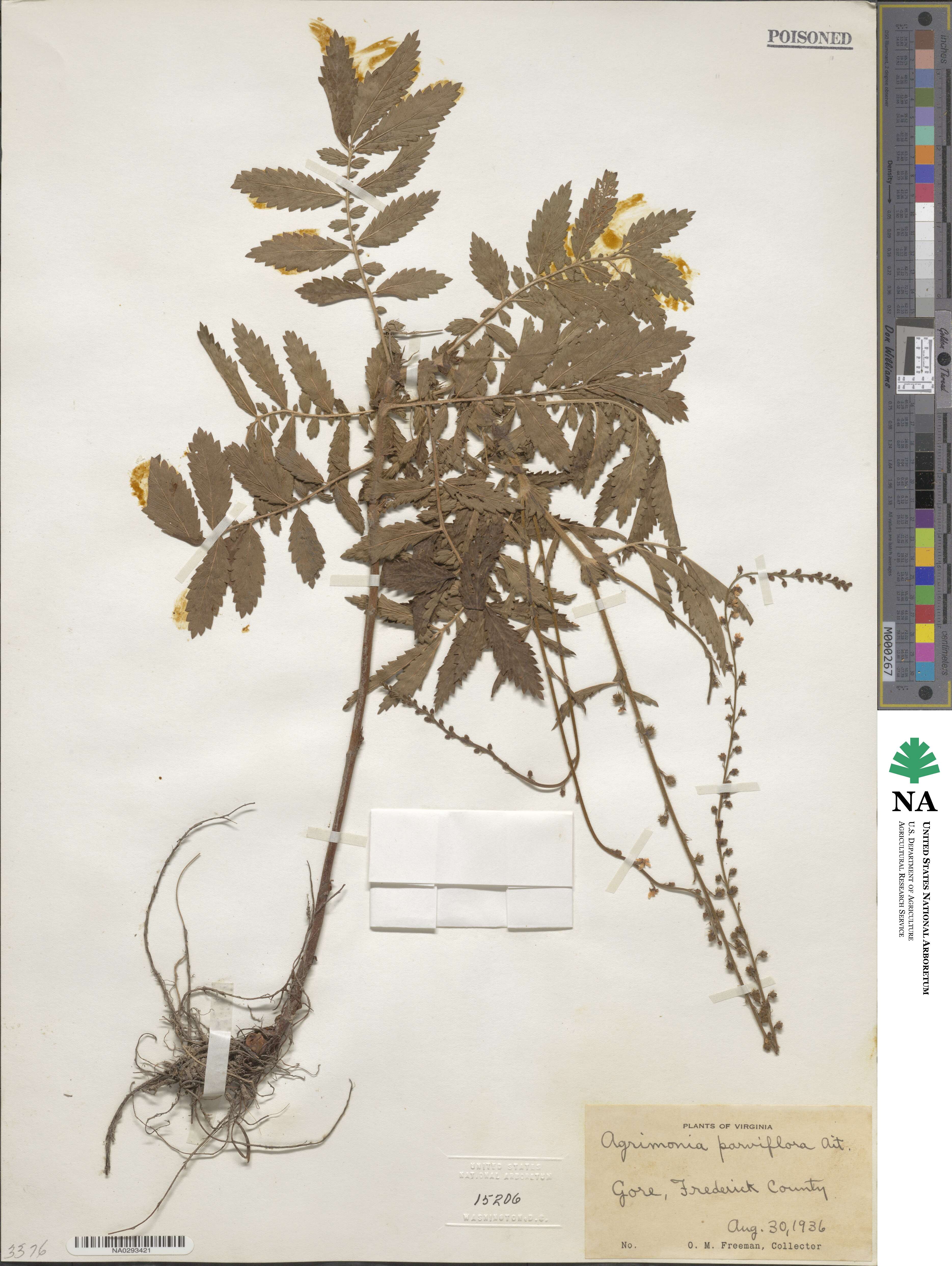 Agrimonia parviflora image