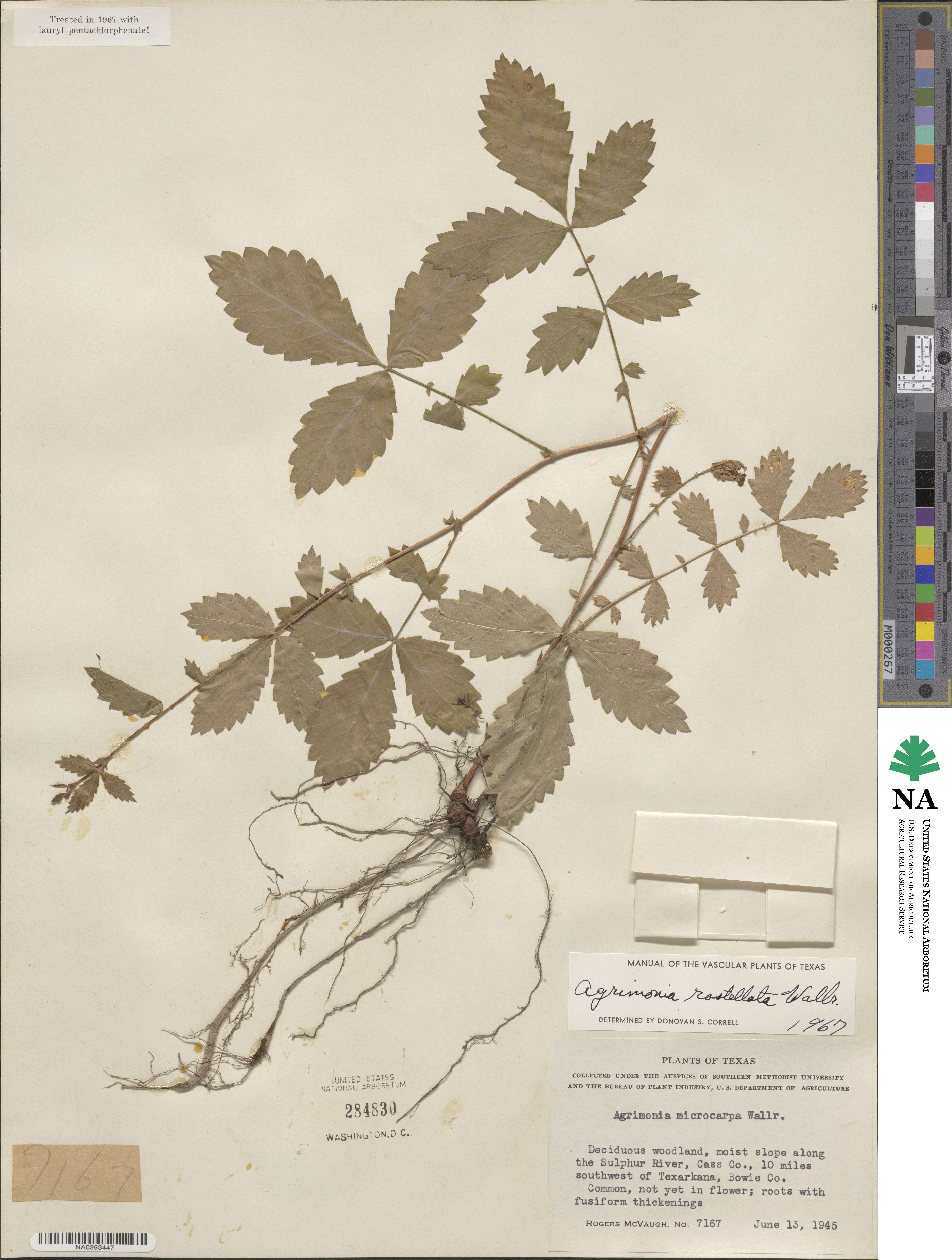 Agrimonia rostellata image