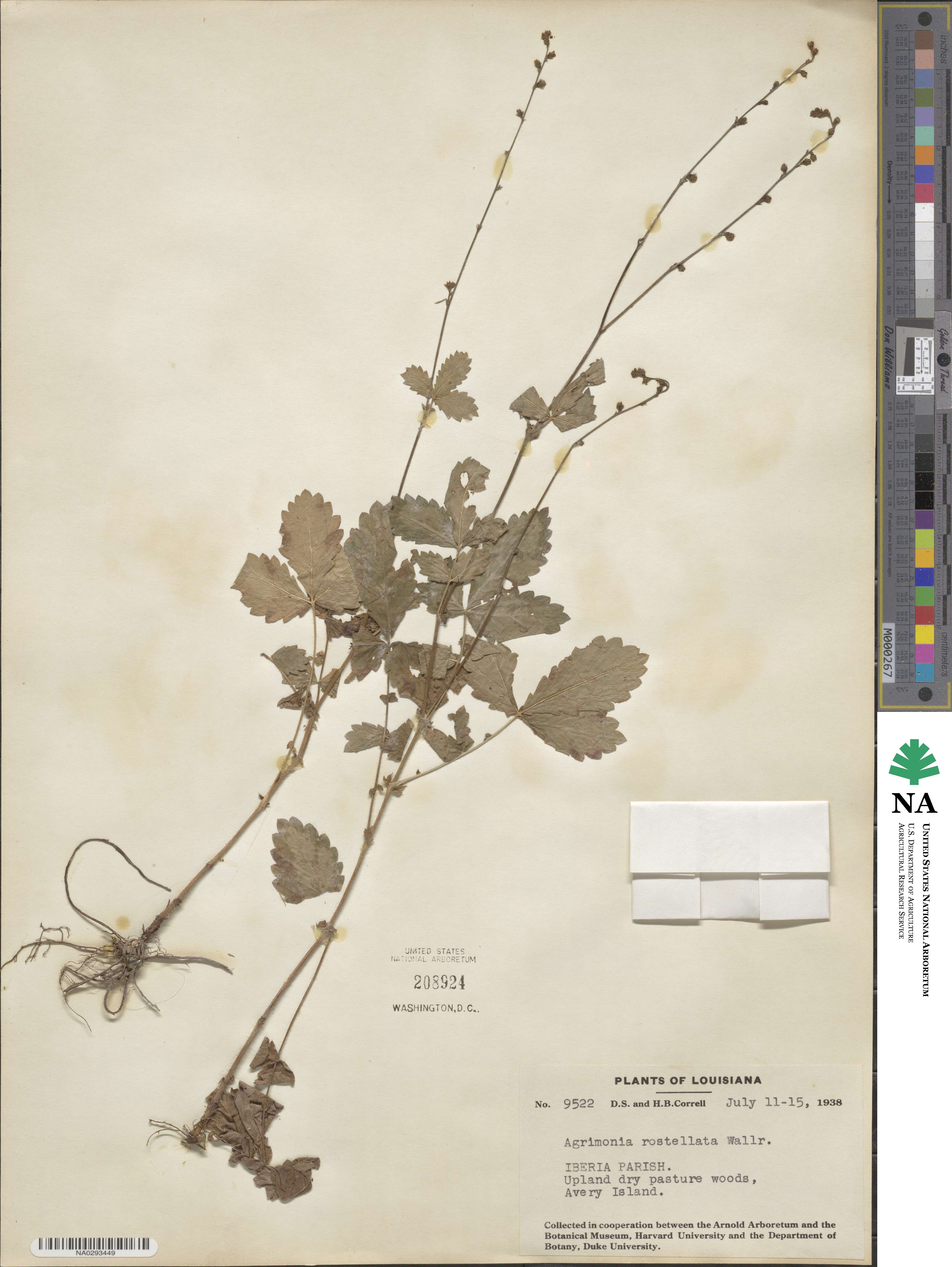 Agrimonia rostellata image