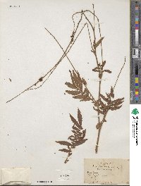 Aremonia agrimonoides subsp. agrimonoides image