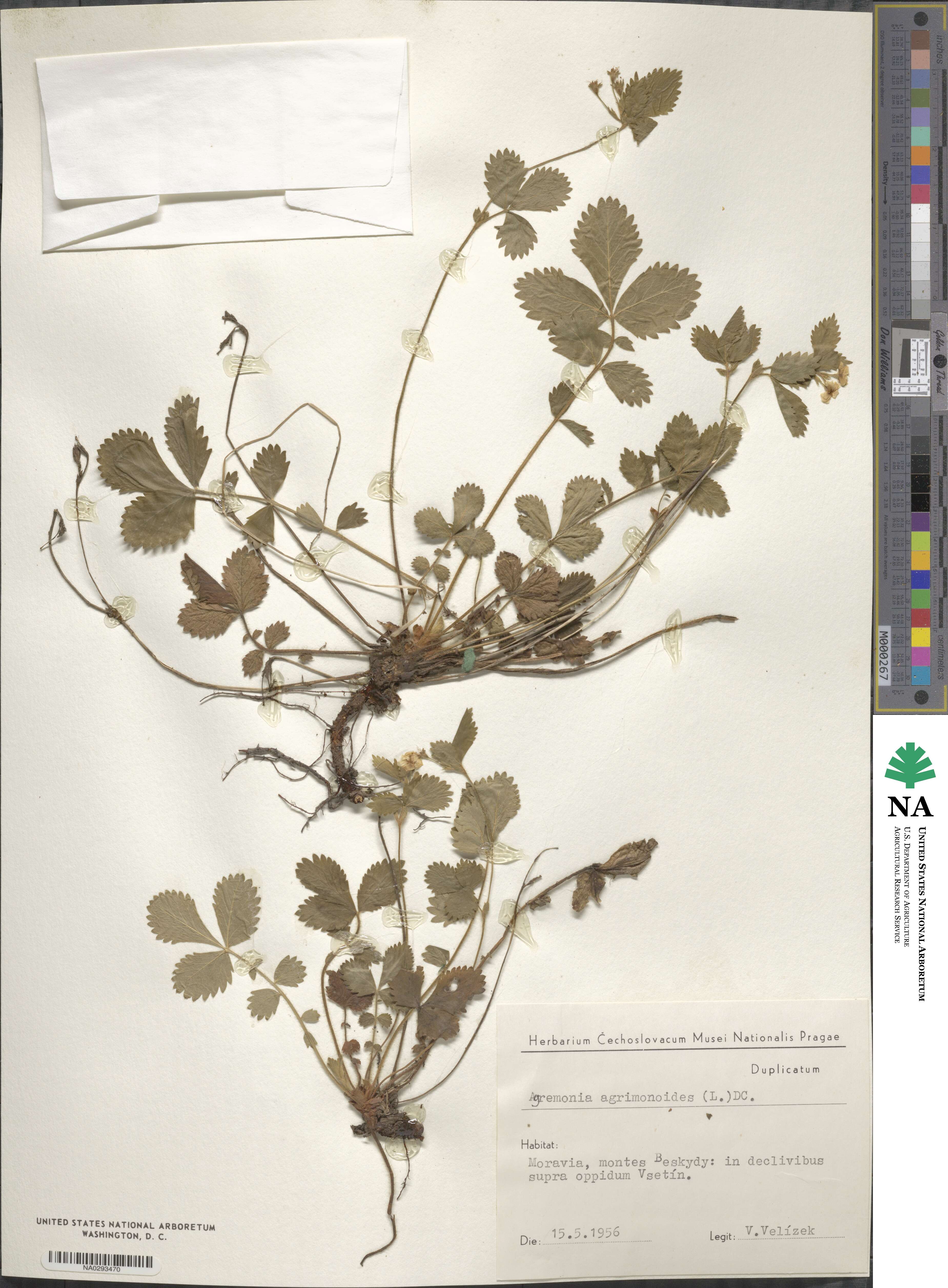 Aremonia agrimonoides image