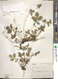 Aremonia agrimonoides subsp. agrimonoides image