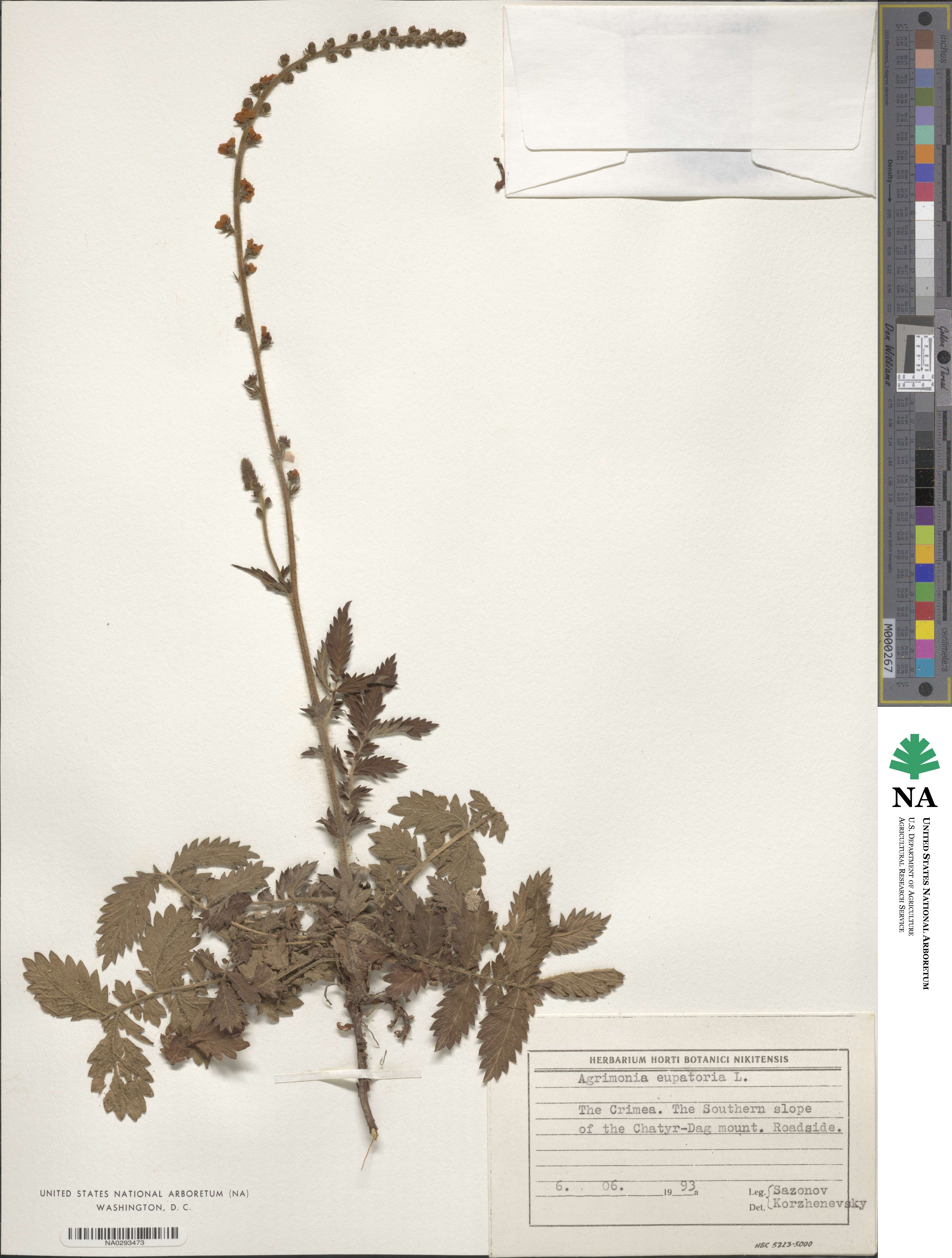 Agrimonia eupatoria image