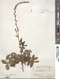 Agrimonia eupatoria image