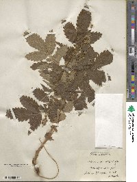 Agrimonia eupatoria image