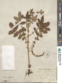 Agrimonia eupatoria image