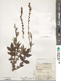 Agrimonia eupatoria image