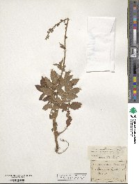 Agrimonia eupatoria image