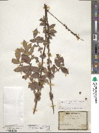 Agrimonia eupatoria image