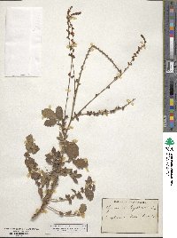 Agrimonia eupatoria image