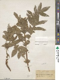 Agrimonia eupatoria image