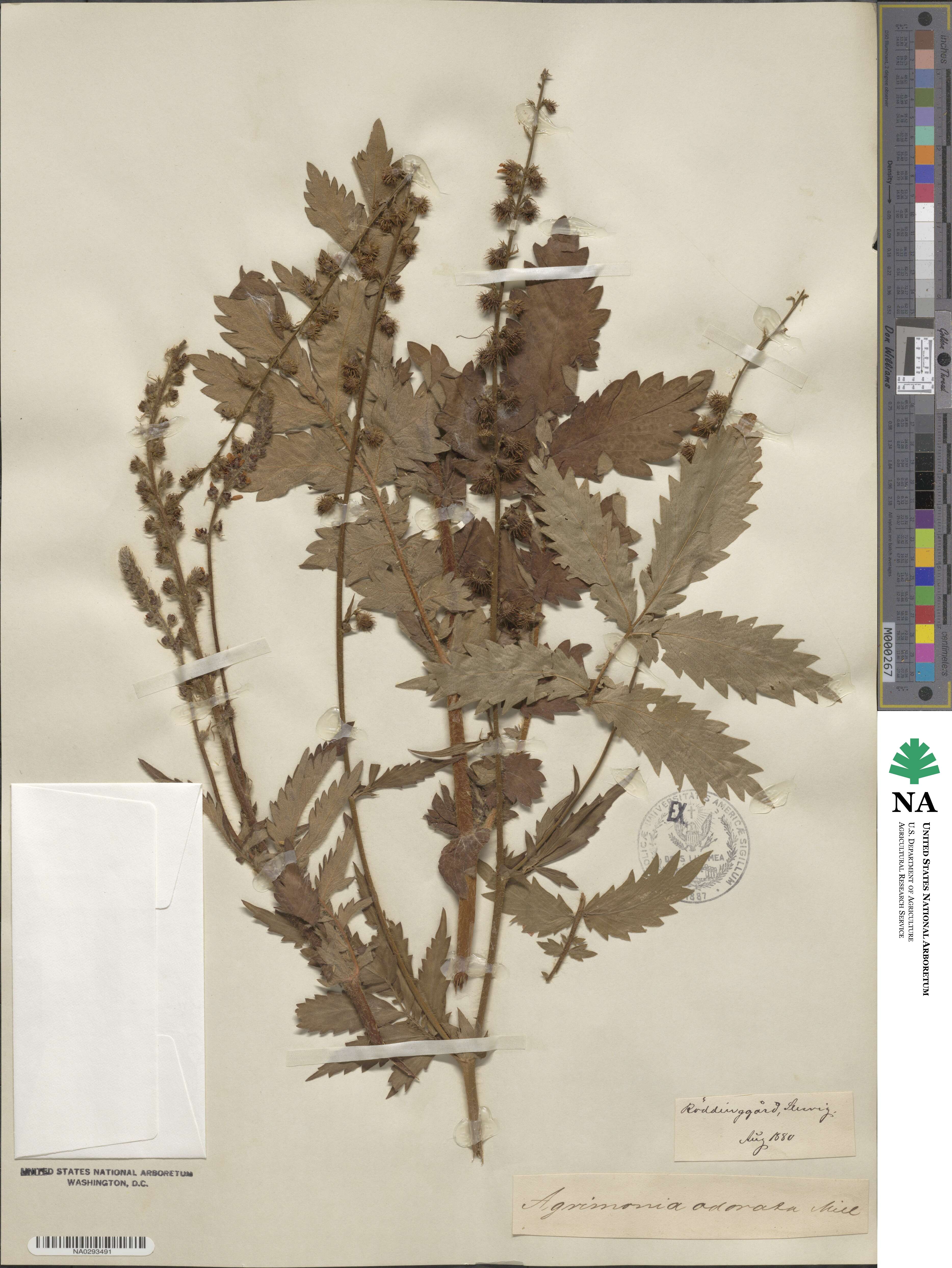 Agrimonia repens image