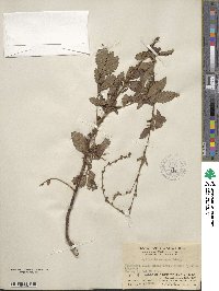 Agrimonia eupatoria image