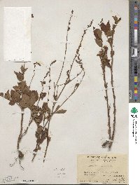 Agrimonia eupatoria image