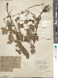 Agrimonia eupatoria image