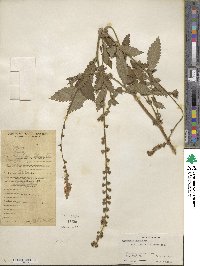 Agrimonia eupatoria image