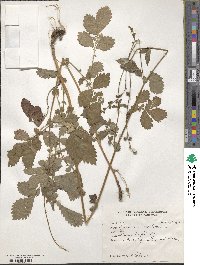 Agrimonia eupatoria image