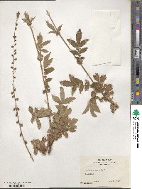 Agrimonia eupatoria image