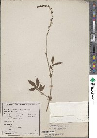 Agrimonia eupatoria image