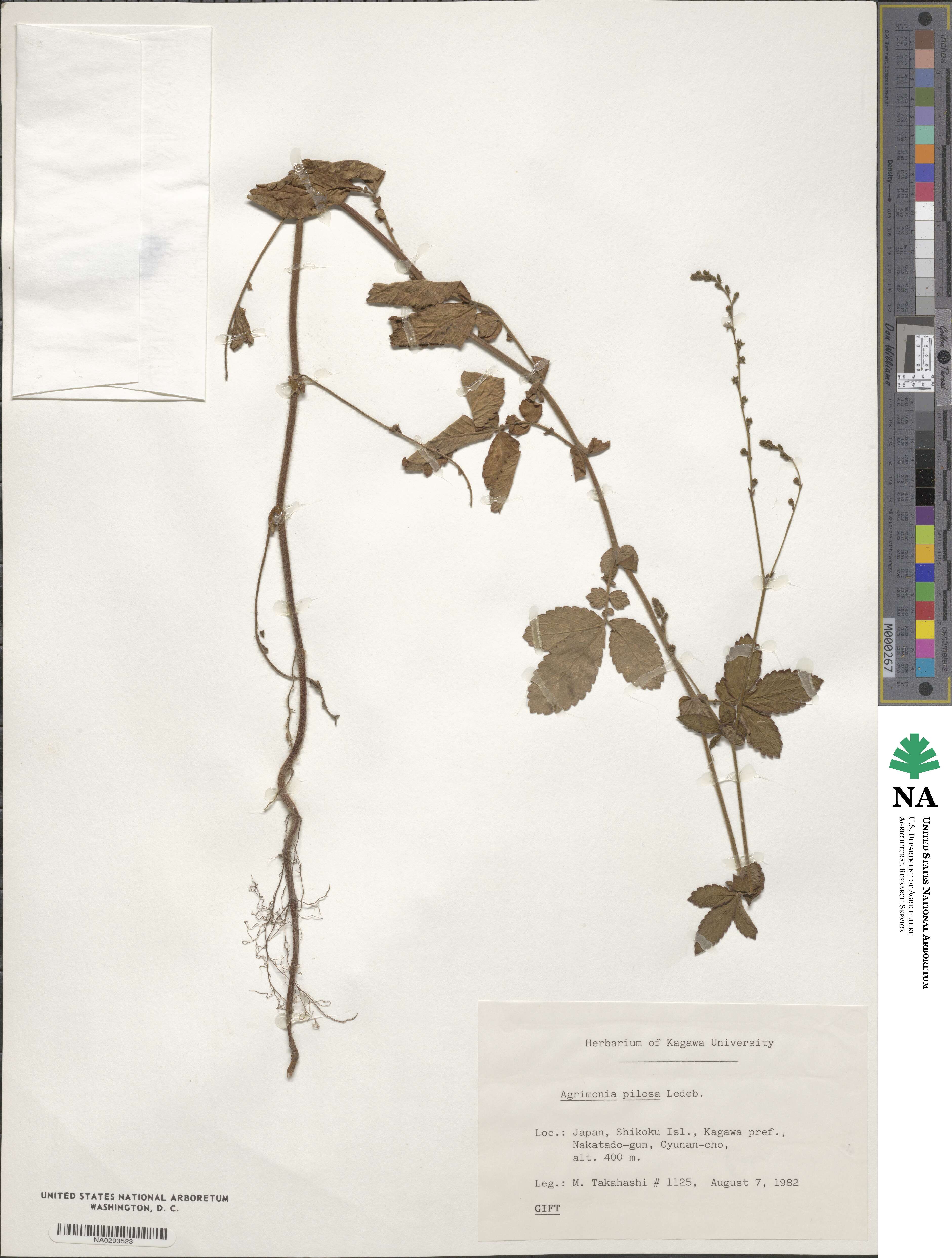 Agrimonia pilosa image