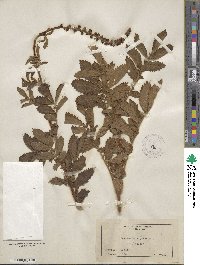 Agrimonia eupatoria image