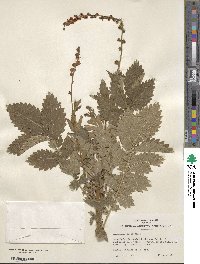 Agrimonia eupatoria image