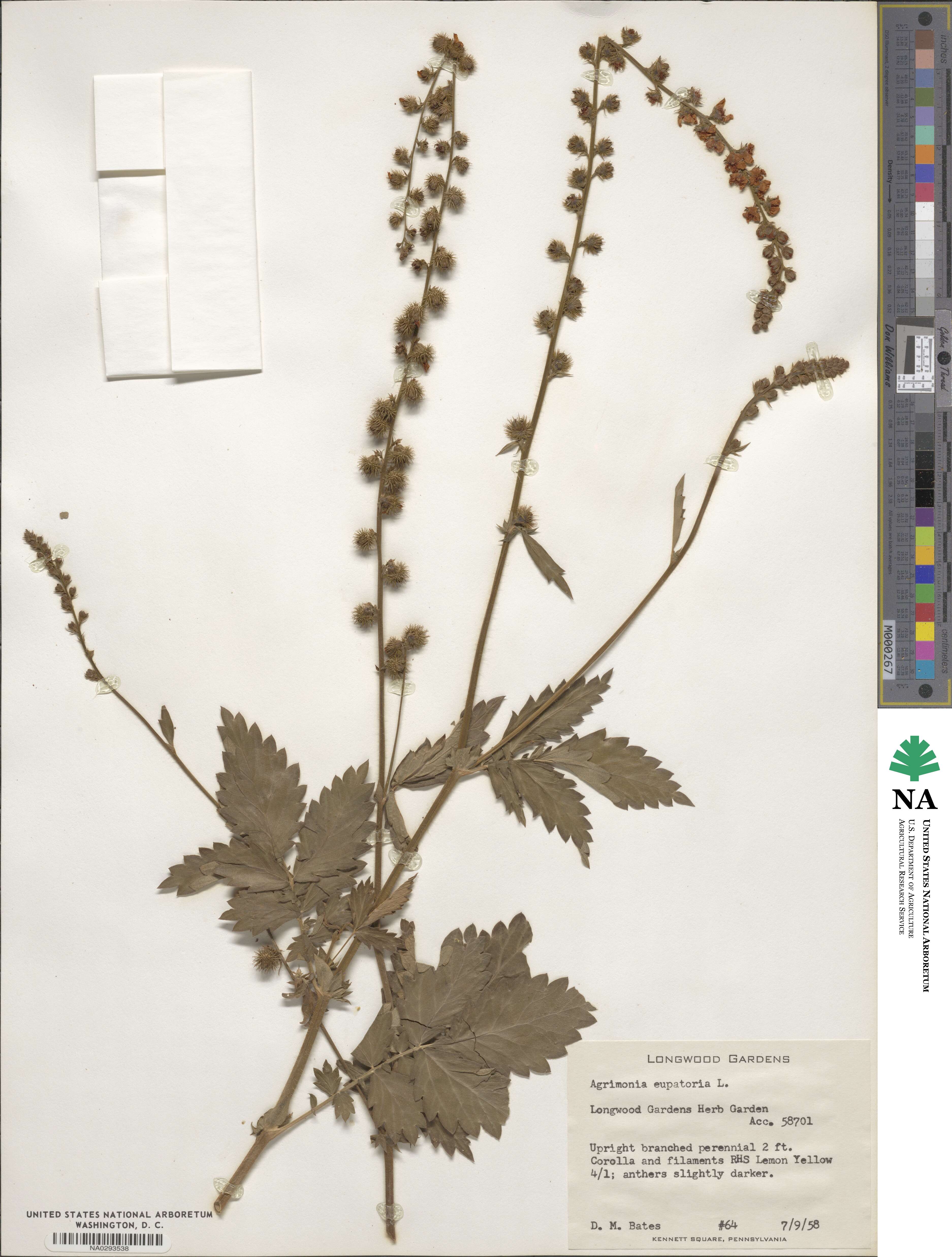 Agrimonia eupatoria image