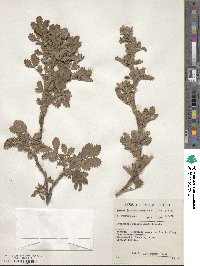 Leucosidea sericea image