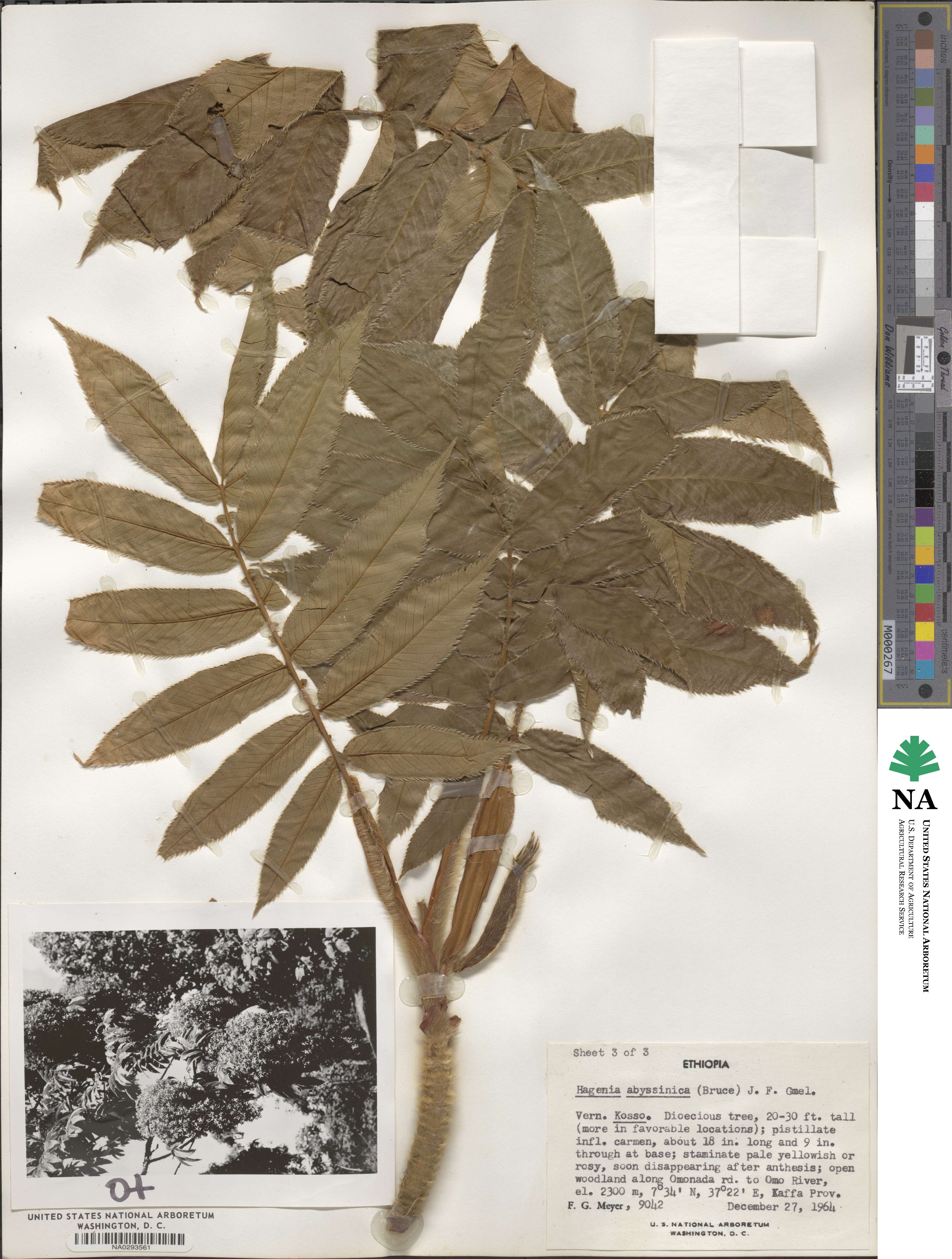 Hagenia abyssinica image