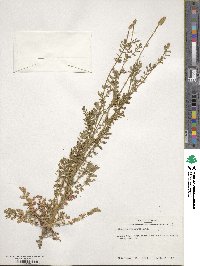 Poteridium annuum image