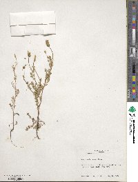 Poteridium annuum image