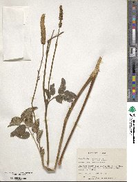 Sanguisorba canadensis image