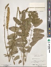 Sanguisorba canadensis image