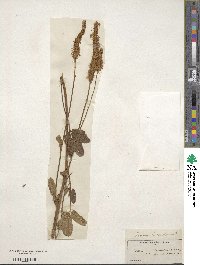 Sanguisorba canadensis image