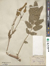 Sanguisorba canadensis image