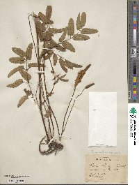 Sanguisorba canadensis image