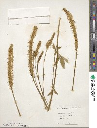 Sanguisorba canadensis image