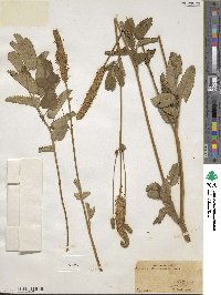 Sanguisorba canadensis image