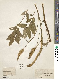 Sanguisorba canadensis image