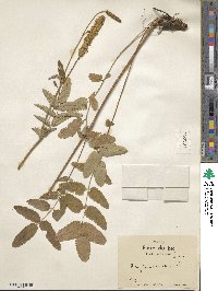 Sanguisorba canadensis image