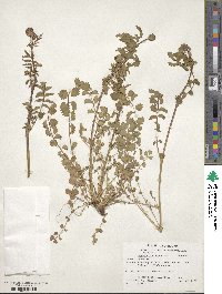 Poterium sanguisorba subsp. sanguisorba image